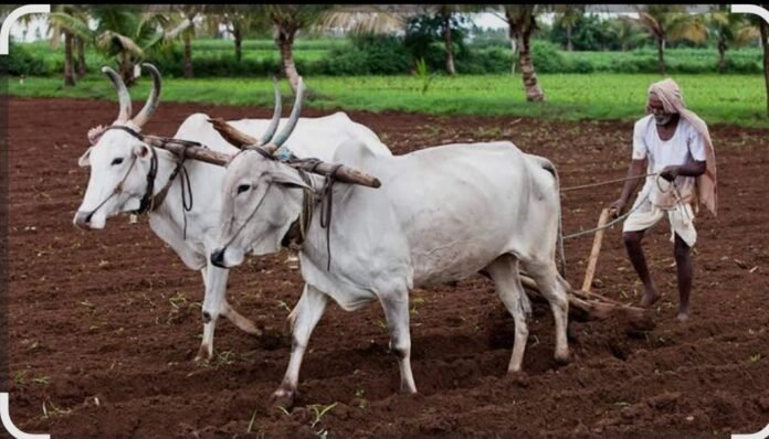 Farmers who do farming with the help of oxen are not available