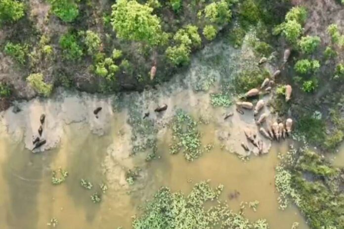Video_of_42_wild_elephants_bathing_in_Ghoghara_Dam_of_Raigad_goes_viral.jpg