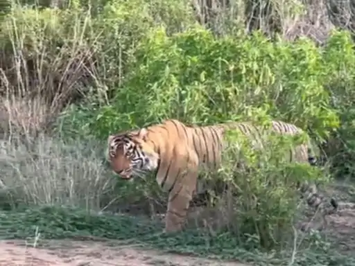 Children said 'bye', tiger made a strong presence felt