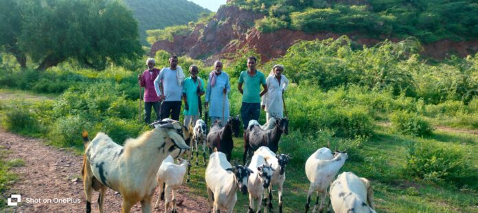 Leopards are moving towards Aravali, many victims so far