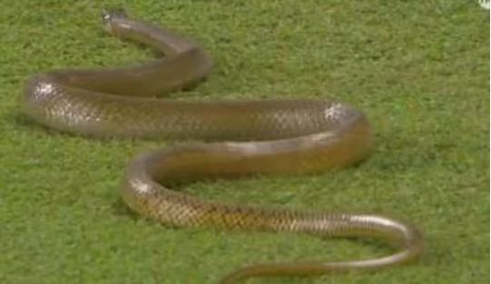 snake.jpg