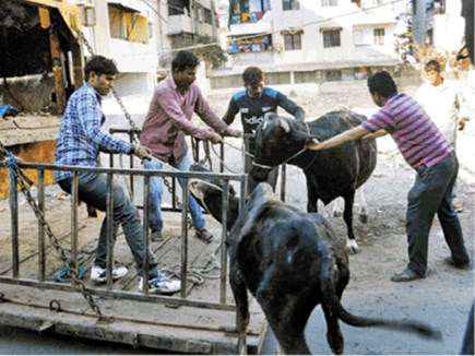stray_cattle_bhopal.jpg