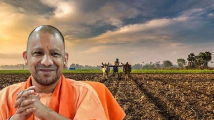 yogi-2.jpg