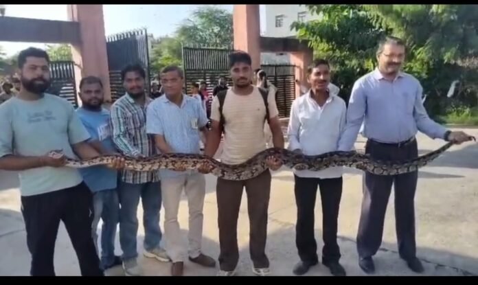 पकड़ लिया अजगर