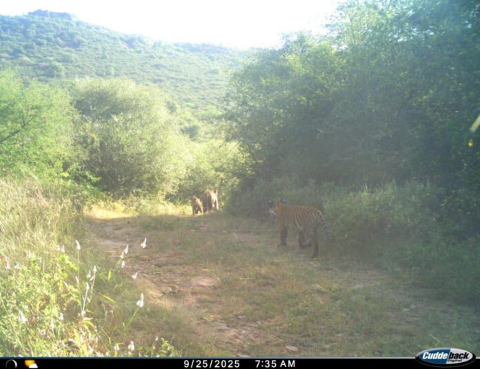 सरिस्का