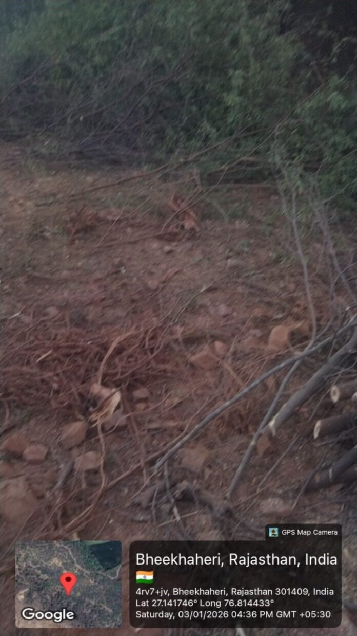 भिखाहेड़ी लकड़ी चोरी