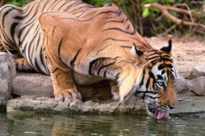 हमारा टाइगर