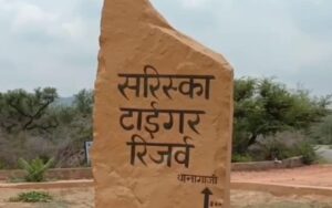 सरिस्का 