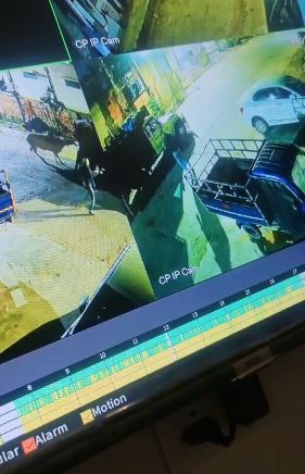 शिवाजी पार्क से गाय चोरी, CCTV में कैद वारदात