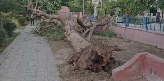 979 पार्क में विशाल पेड़ गिरा, बड़ा हादसा टला