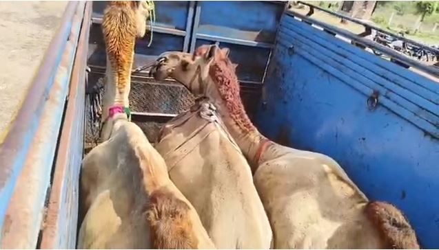 1091 वाहन सहित ऊंटों को अपने कब्जे में ले लिया