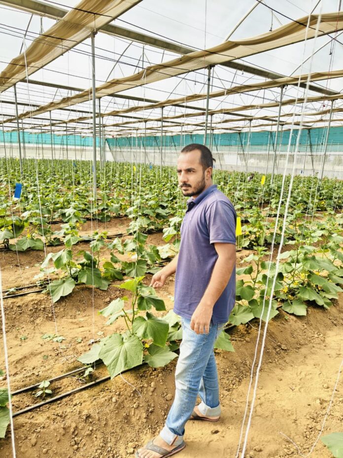 1125 पॉलीहाउस में खीरे की खेती शुरू कर लाखों की आय अर्जित की