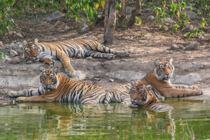 सरिस्का बफर क्षेत्र में विचरण कर रही बाघिनें