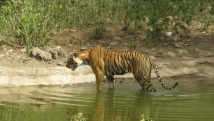 1608 टाइगर की साइटिंग हुई।