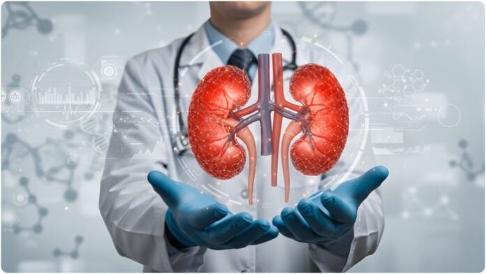 kidney_505075c969634020922ba5048.jpg