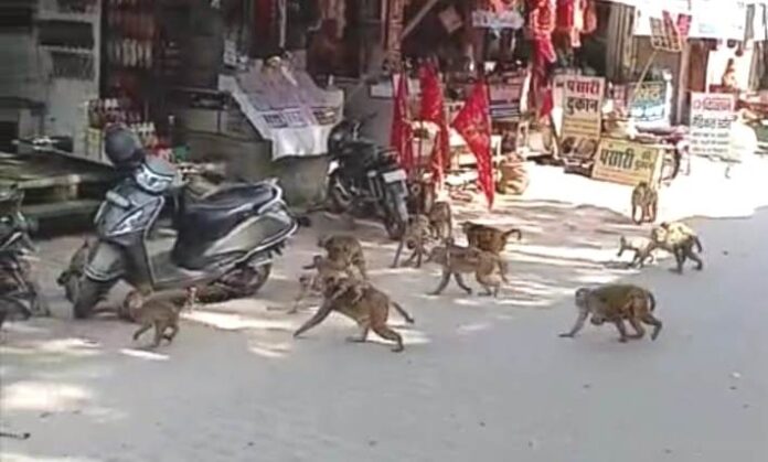 monkies-1779541555760.jpg