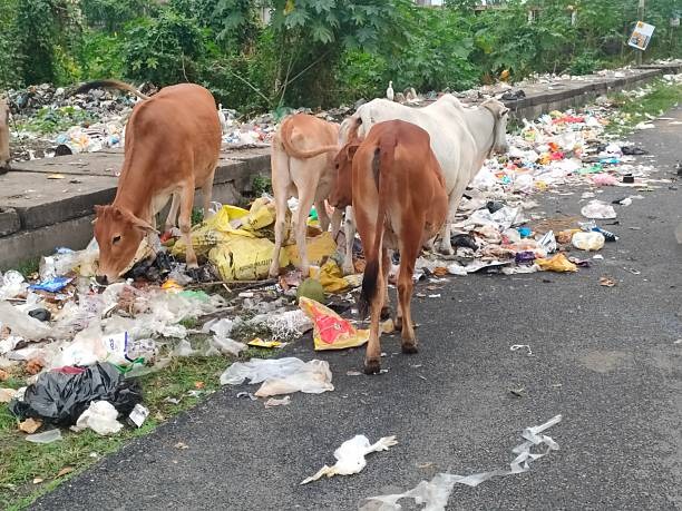 still-picture-image-of-cattle-feeding-themselves-from-left-over-garbage-byproducts-in-the.jpg