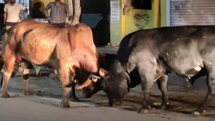 01_08_2022-bulls_fight_in_baghpa.jpg