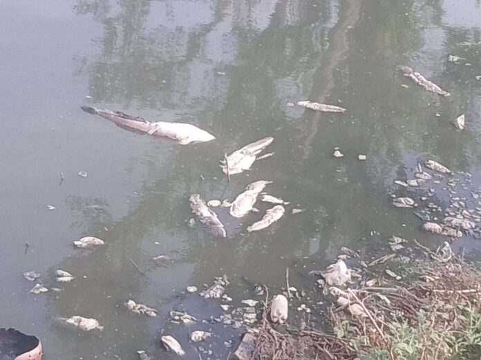 कनवाड़ा जोहड़