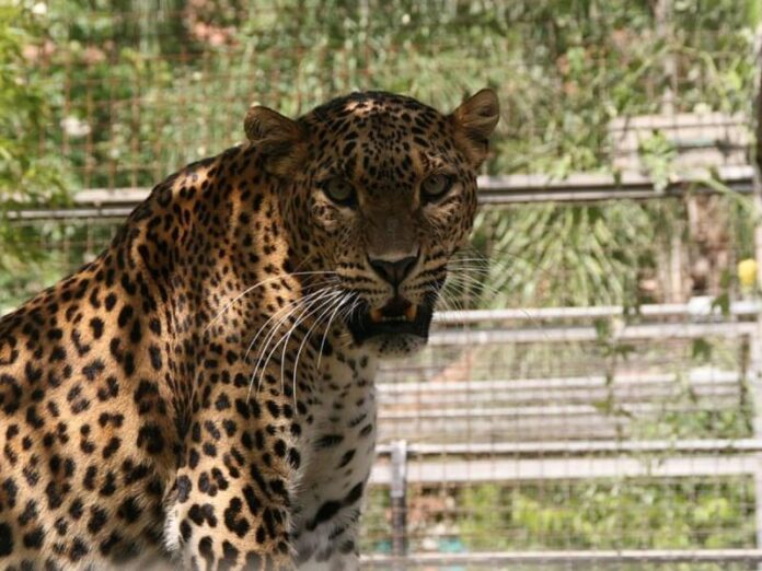 2664586-panther-news.jpg