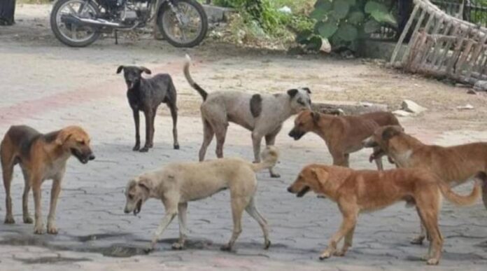 Stray-dogs.jpg