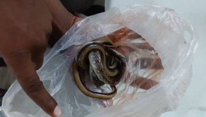 2272 उसके साथ लाया गया मृत सांप