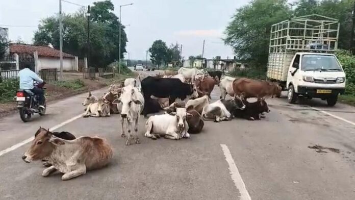 Stray_cattle_occupying_road_1784.jpg