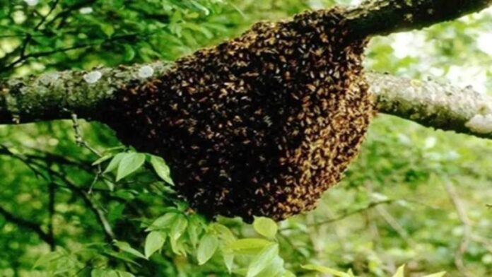 20_10_2023-bee_23560763.jpg