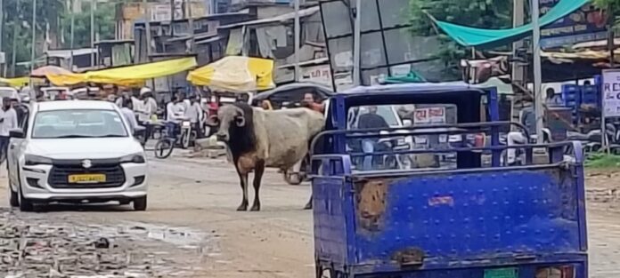 2351 कठूमर क्षेत्र में घूमता बिंजार