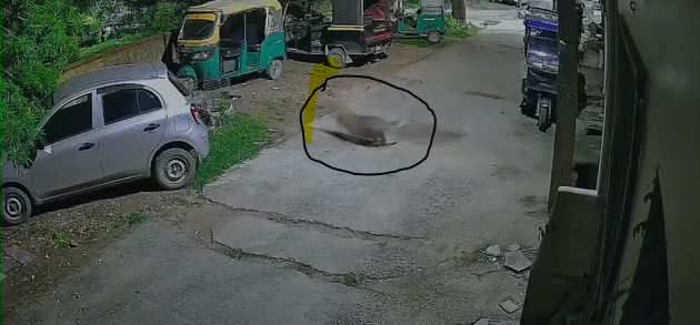 अलवर पैंथर CCTV वीडियो