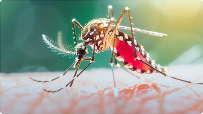 mosquito-dengue_809fb6a3b8388f12_1.jpg