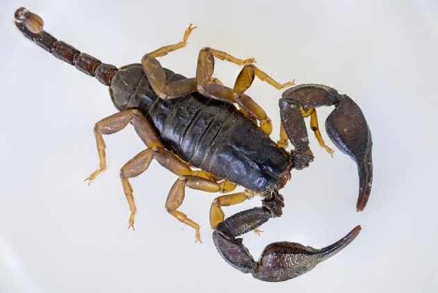 scorpio-1635428-1920_ver_1.jpg