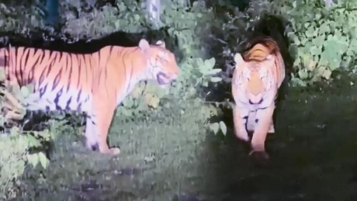 tiger-at-bhopal-road.jpg