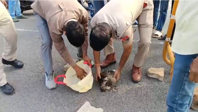 बछड़े के अवशेष मिलने की सूचना के बाद कोतवाली थाना पुलिस