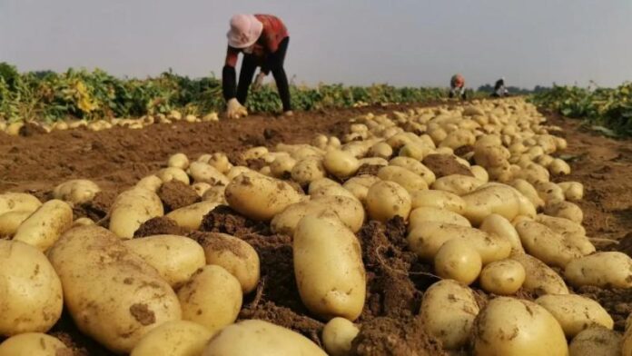Potato-1760874398363.jpg