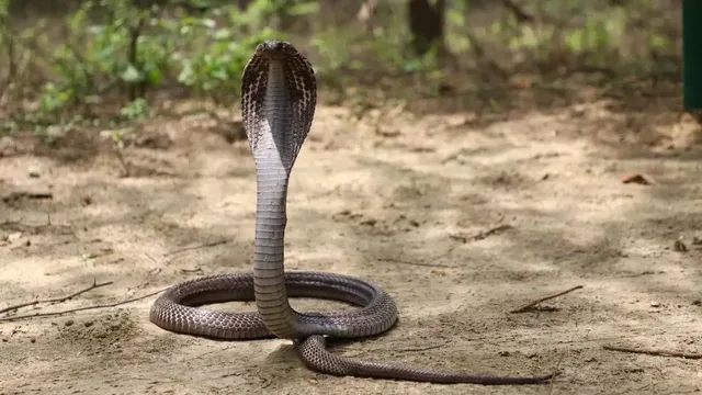 snake-jagran-1782904461899_v.jpg