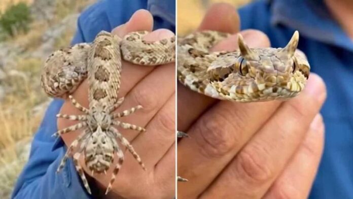 spider-tailed-horned-viper.jpg