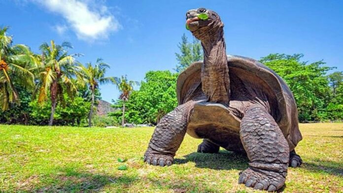 worlds_oldest_turtle_jonathan-si.jpg